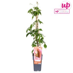 Parthenocissus Parthenocissus q. var. Engelmannii P15
(10 Plants/Order)(15cmP 65cmH)