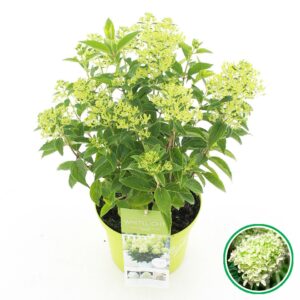 Hydrangea paniculata Hydrangea pan. 'Whitelight'® C5 (23cm.) Kn.
(1 Plants/Order)(23cmP 50cmH)