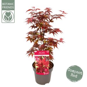 Acer palmatum Acer palm. 'Little Red'
(1 Plants/Order)(19cmP 65cmH)
