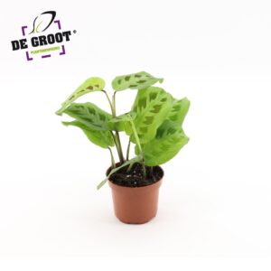 Maranta Kerchoveana Maranta kerchoveana
(10 Plants/Order)(12cmP 20cmH)
