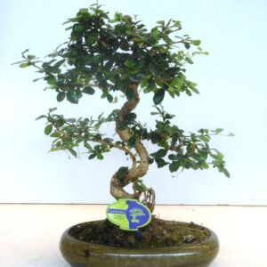 Bonsai Carmona macrophylla, 29cm., shape, without drip tray
(3 Plants/Order)(29cmP 40cmH)