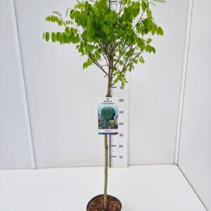 Robinia Umbraculifera Robinia ps. 'Umbraculifera' 60CMSTC3
(1 Plants/Order)(19cmP 80cmH)