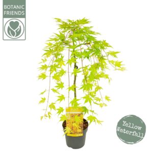Acer palmatum Acer palm. 'Cascade Gold' ®
(1 Plants/Order)(19cmP 80cmH)