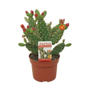 Opuntia Opuntia quitensis flowering 10,5 cm met etiket
(10 Plants/Order)(10.5cmP 20cmH)