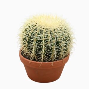 Echinocactus grusonii Echinocactus grusonii 20 cm
(3 Plants/Order)(20cmP 22cmH)