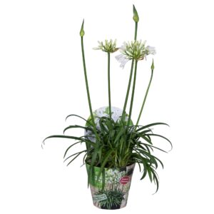 Agapanthus Summer Love White Nolina Agapanthus Ø 17 cm. Summer LoveTM White
(6 Plants/Order)(17cmP 70cmH)