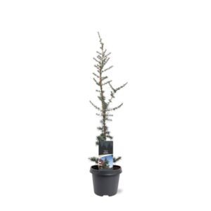 Cedrus libani Glauca Cedrus libani 'Glauca'
(1 Plants/Order)(23cmP 75cmH)