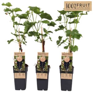 Vitis other white Vitis Venus (geënt) P15
(10 Plants/Order)(15cmP 65cmH)