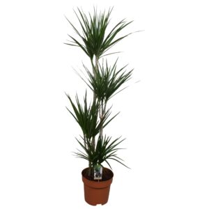 Dracaena marginata Dracaena Marginata 90-60-30-15
(1 Plants/Order)(27cmP 140cmH)
