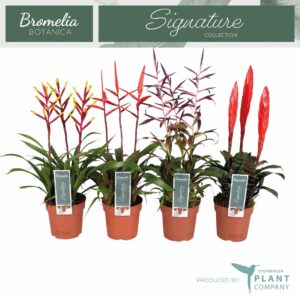 Guzmania Triplo mix
(6 Plants/Order)(12cmP 45cmH)