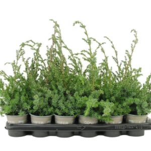 Juniperus chinensis Blue Alps Juniperus chinensis 'Blue Alps'
(18 Plants/Order)(9cmP 15cmH)