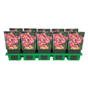 Hemerocallis Mildred Mitchell Hemerocallis 'Mildred Mitchell' P11
(10 Plants/Order)(11cmP 25cmH)