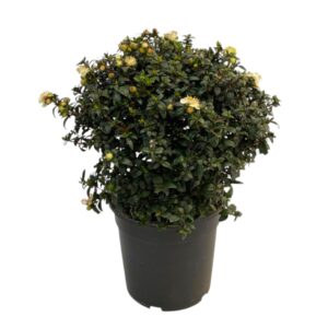 Myrtus communis Myrtus communis
(6 Plants/Order)(15cmP 35cmH)