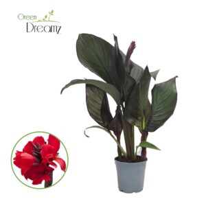 Canna Cannova Bronze Scarlet Canna Cannova Scarlet Bronze met Flower p 17
(6 Plants/Order)(17cmP 60cmH)