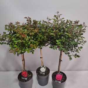 Rosa mixkar Roos op stam Big Headed P23 65cm mix
(1 Plants/Order)(23cmP 120cmH)