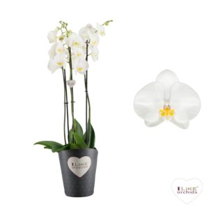 Phalaenopsis Anthura Oxford Duetto Oxford - 3 spike
(1 Plants/Order)(17cmP 70cmH)