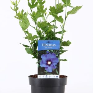 Hibiscus syriacus Hibiscus syr. 'Marina' P19/C3
(1 Plants/Order)(19cmP 55cmH)