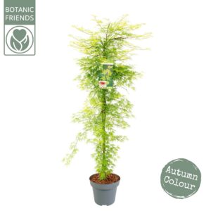 Acer palmatum Acer palm. 'Emerald Lace' Zuil
(1 Plants/Order)(30cmP 175cmH)