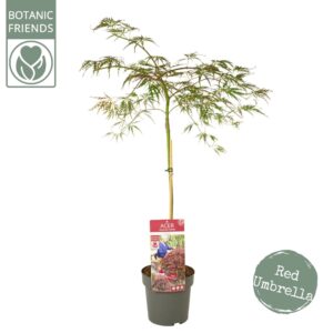 Acer palmatum Garnet Acer palm. 'Garnet'
(1 Plants/Order)(19cmP 100cmH)