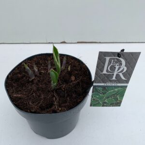 Hosta x fortunei Francee Hosta 'Francee'
(1 Plants/Order)(19cmP 30cmH)