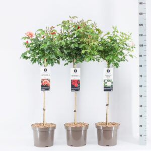 Rosa pink Classics (P) mix, stam 70, C7.5
(1 Plants/Order)(26cmP 100cmH)