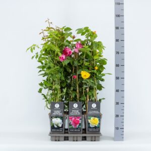 Rosa pink Basics klimroos (K) mix, C3, 3 stok 75cm
(6 Plants/Order)(17cmP 75cmH)