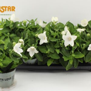 Platycodon grandiflorus Astra Whit Platycodon 12cm astra white
(10 Plants/Order)(12cmP 30cmH)