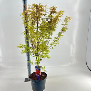 Acer palmatum Katsura Acer pal. 'Katsura'
(1 Plants/Order)(29cmP 120cmH)