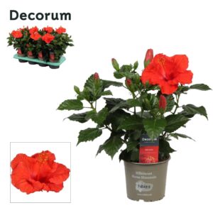 Hibiscus Sunny bordeaux Decorum Hibiscus bordeaux red
(8 Plants/Order)(13cmP 35cmH)