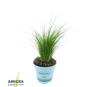 Stipa tenuifolia Stipa tenuifolia 'Ponytails'
(15 Plants/Order)(10.5cmP 30cmH)
