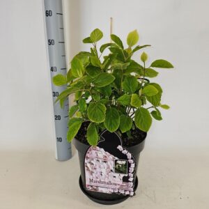 Hydrangea arborescens Hydrangea arborescens marshmallow 7,5
(1 Plants/Order)(26cmP 75cmH)