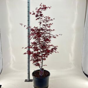 Acer palmatum Bloodgood Acer pal. ‘Bloodgood’
(1 Plants/Order)(40cmP 125cmH)