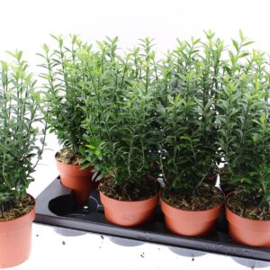 Euonymus japonicus Microphyllus Euonymus japonicus Microphyllus
(8 Plants/Order)(13cmP 35cmH)
