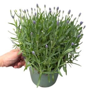 Lavandula angustifolia Hidcote Lavandula Angustifolia 'Hidcote'
(1 Plants/Order)(19cmP 45cmH)