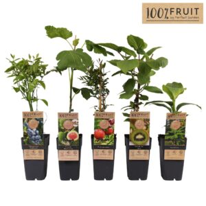 Fruitheesters other fruit mix laag exclusief P15
(50 Plants/Order)(15cmP 50cmH)
