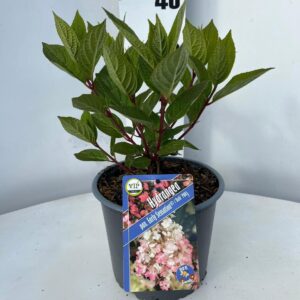 Hydrangea paniculata Hydrangea pan. Early Sensation ('Bulk'PBR)
(1 Plants/Order)(19cmP 35cmH)