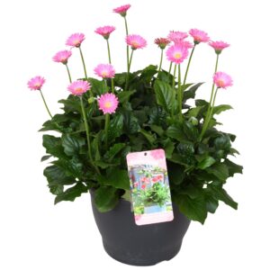 Gerbera Garvinea Gerbera Garvinea 32cm 7bl pink
(1 Plants/Order)(32cmP 45cmH)