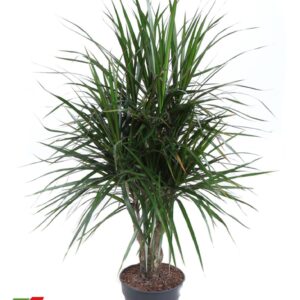 Dracaena marginata Dracaena Marginata busch P24
(1 Plants/Order)(24cmP 120cmH)