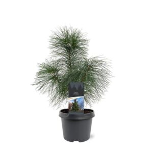 Pinus strobus Pinus strobus
(1 Plants/Order)(19cmP 40cmH)