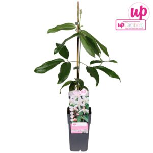 Clematis armandii Apple Blossom Clematis armandii Apple Blossom P15
(10 Plants/Order)(15cmP 65cmH)