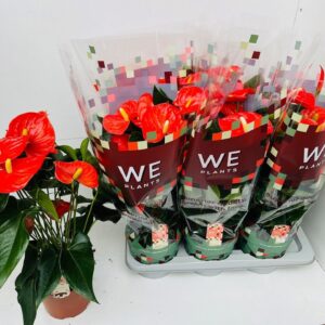 Anthurium (Andreanum Grp) Florida Anthurium Florida
(6 Plants/Order)(17cmP 60cmH)