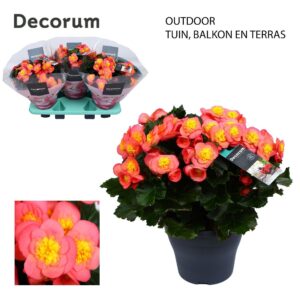 Begonia Belove Peach Begonia BELOVE Peach 19 cm Outdoor Decorum
(3 Plants/Order)(19cmP 35cmH)