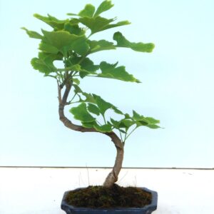 Ginkgo Ginkgo biloba shape
(8 Plants/Order)(15cmP 35cmH)