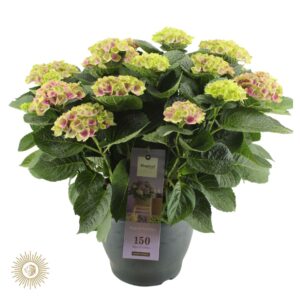 Hydrangea Magical Amethyst Magical Amethyst
(1 Plants/Order)(32cmP 85cmH)