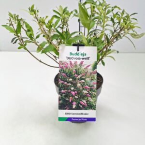 Buddleja Buddleja dav. Duo Roze-Wit 25-30C2
(1 Plants/Order)(17cmP 30cmH)