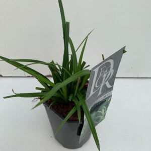 Carex morrowii Carex 'Irisch Green'
(10 Plants/Order)(13cmP 25cmH)
