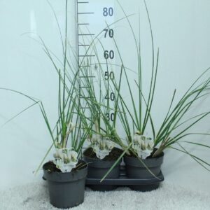 Cortaderia selloana Cortaderia selloana 'Junior' P19
(3 Plants/Order)(19cmP 75cmH)