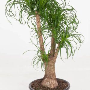 Nolina recurvata Beaucarnea busch P44 - 3ft
(1 Plants/Order)(44cmP 150cmH)