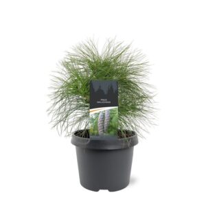 Pinus wallichiana Pinus wallichiana
(1 Plants/Order)(19cmP 35cmH)