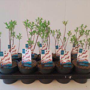 Salix gracilistyla Mt. Aso Salix Mount Aso bush p12
(10 Plants/Order)(12cmP 30cmH)